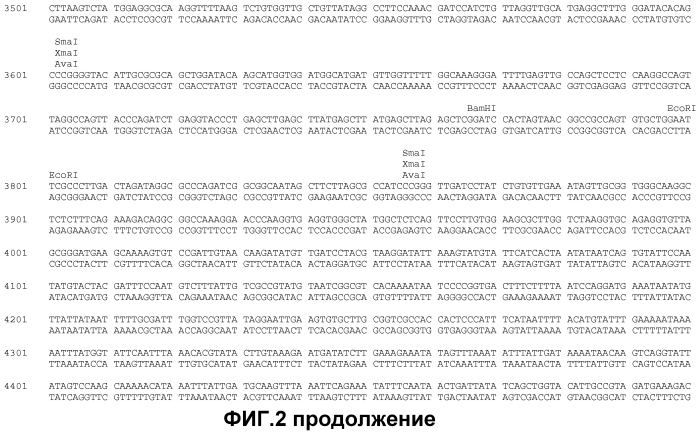 Получение функционализированной линейной днк-кассеты и опосредованная квантовыми точками/наночастицами доставка в растения (патент 2574785)