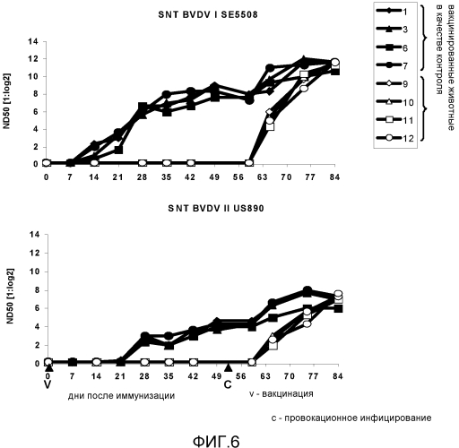 Bvdv-вакцина (патент 2578943)
