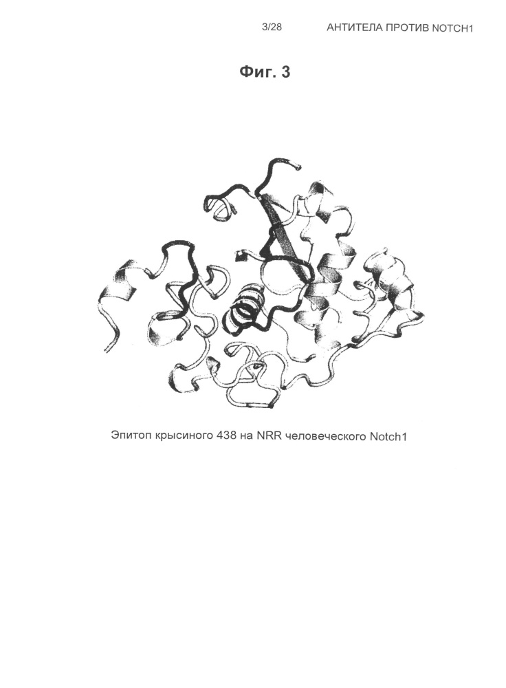Антитела против notch1 (патент 2622083)