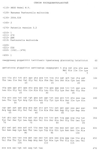 Живая аттенуированная бактерия pasteurella multocida, вакцина на ее основе, способ получения вакцины и применения этой бактерии для получения вакцины для защиты животных или человека (патент 2415926)