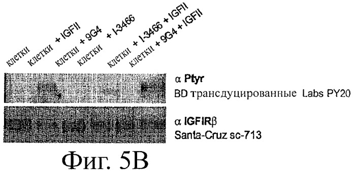 Новые антитела к igf-ir и их применение (патент 2434882)