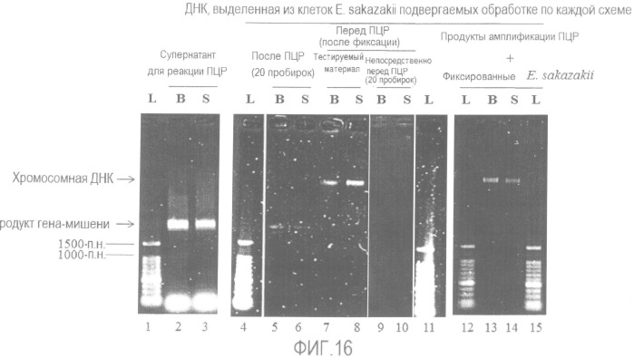 Способ и набор для детекции микроорганизмов (патент 2527897)