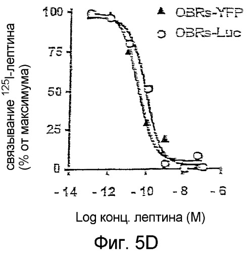 Способ определения лигандов рецептора лептина (патент 2373534)