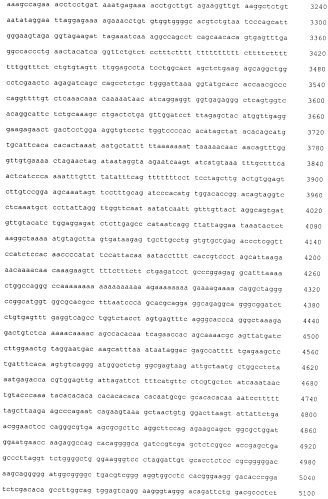 Экспрессионный плазмидный вектор моноцистронной экспрессии рекомбинантных белков в клетках млекопитающих, линия клеток млекопитающих-продуцентов рекомбинантного белка, способ получения рекомбинантного белка (патент 2552170)