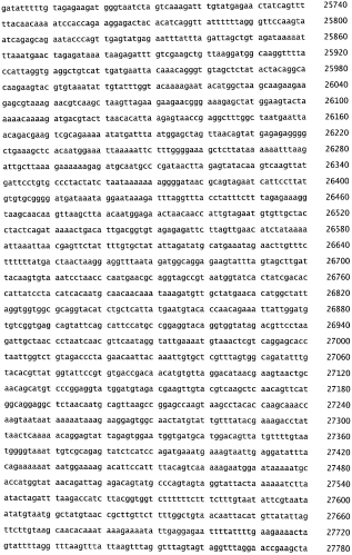 Бактериофаг, обладающий активностью против pseudomonas aeruginosa, белки бактериофага и способы их применения (патент 2580248)