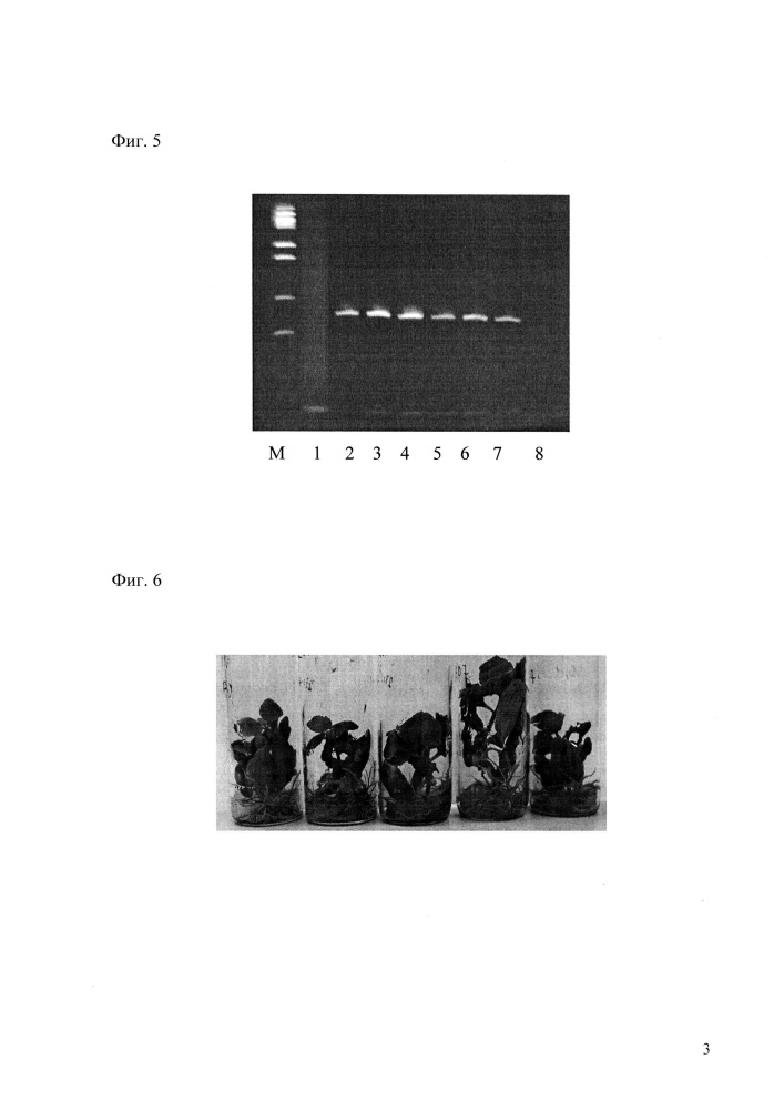 Способ получения безмаркерных трансгенных растений каланхоэ перистого, экспрессирующих ген цекропина р1 (патент 2624042)