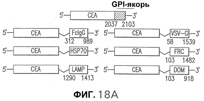 Слитые белки карциноэмбрионального антигена (патент 2380375)