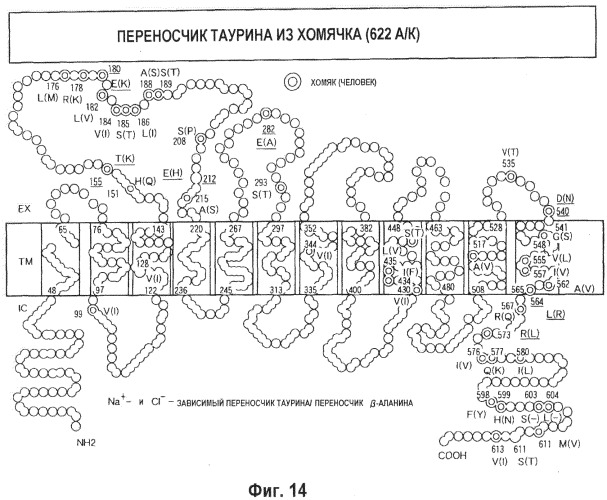 Клетка для получения гетеропротеинов и способ получения на ее основе (патент 2494148)