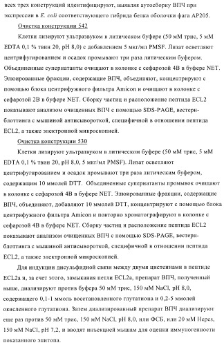 Вирусоподобные частицы, включающие гибридный белок белка оболочки бактериофага ар205 и антигенного полипептида (патент 2409667)