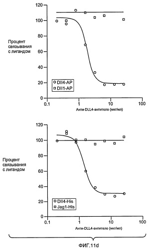 Антитела против dll4 и способы их применения (патент 2415869)