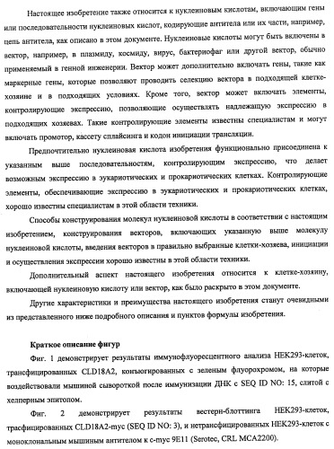 Моноклональные антитела к клаудину-18 для лечения рака (патент 2445319)