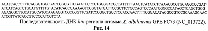 Способ идентификации и дифференциации прокариотических организмов (патент 2486251)