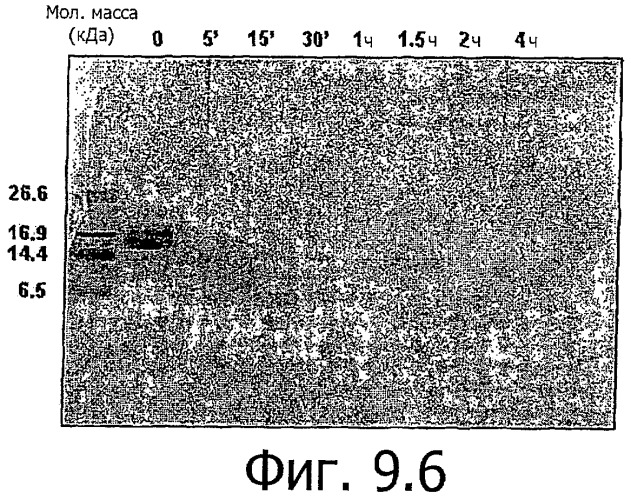 Конъюгаты с полимером а-бокса hmgb1 и вариантов а-бокса hmgb1 (патент 2458070)