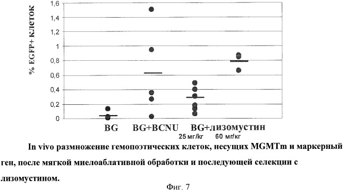Способ селекции клеток in vivo с помощью лизомустина (патент 2425149)