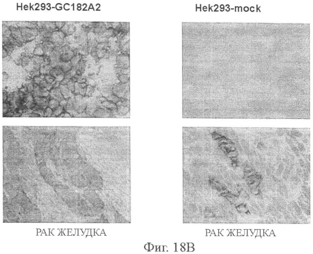 Моноклональные антитела к клаудину-18 для лечения рака (патент 2445319)