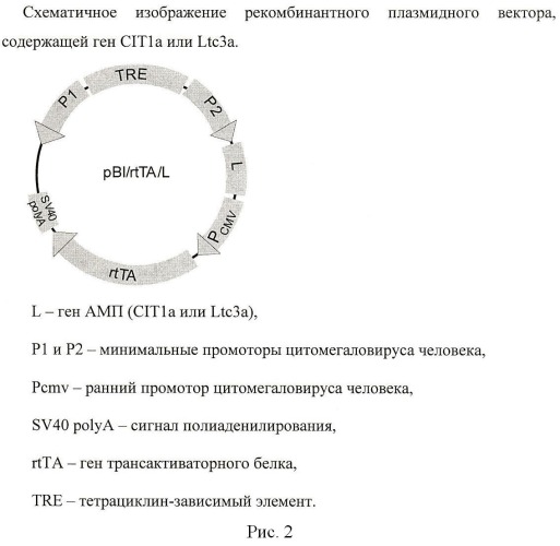 Способ ингибирования возбудителя хламидийной инфекции с использованием генов антимикробных пептидов паука lachesana tarabaevi (патент 2468089)