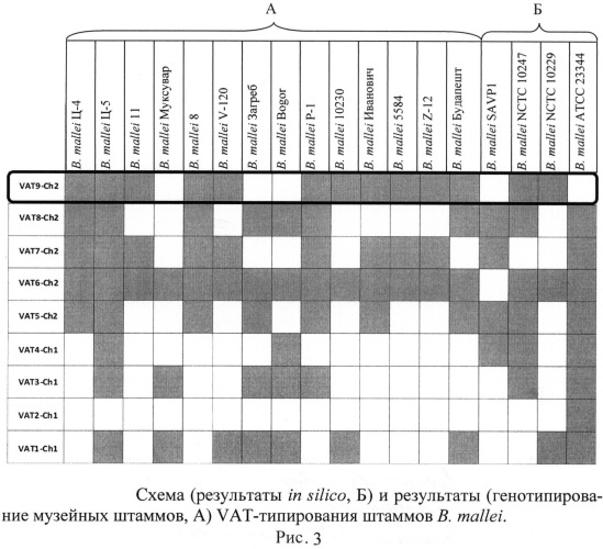 Олигонуклеотидные праймеры для генотипирования b. mallei методом полимеразной цепной реакции (патент 2474617)