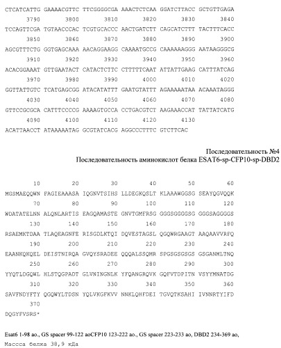 Рекомбинантная плазмида pesat6-cfp10-dbd, рекомбинантный штамм escherichia coli m15 [prep4, pesat6-cfp10-dbd], способ получения, иммобилизации, концентрирования и очистки рекомбинантного белка esat6-cfp10-dbd на декстране, рекомбинантный белок esat6-cfp10-dbd и иммуногенная композиция, содержащая белок esat6-cfp10-dbd (патент 2539026)