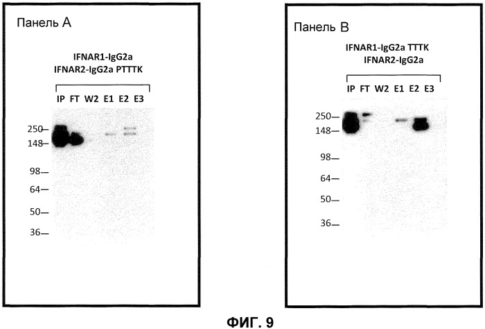 Легковыделяемые биспецифические антитела с природным иммуноглобулиновым форматом (патент 2522002)