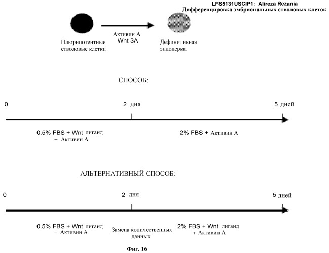 Дифференцировка эмбриональных стволовых клеток человека (патент 2465323)