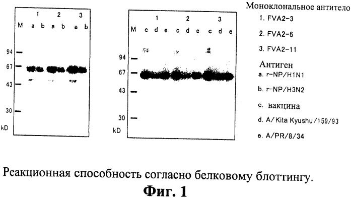 Моноклональное антитело к вирусу типа а гриппа и устройство для иммунного анализа с использованием антитела (патент 2366662)