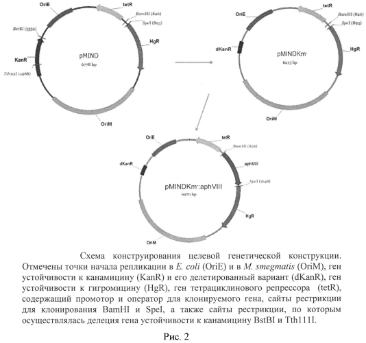 Тест-система mycobacterium smegmatis aphviii+ для скрининга ингибиторов серин-треониновых протеинкиназ эукариотического типа (патент 2566998)