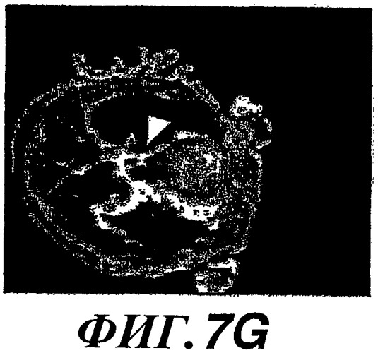 Способы и композиции для модуляции и обнаружения активности wisp (патент 2412201)