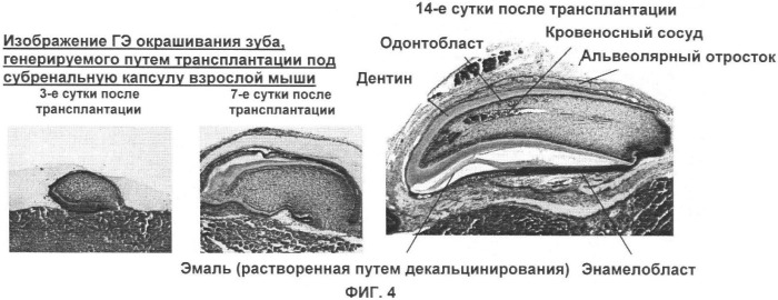 Способ формирования зуба, зубной ряд и способ формирования ткани (патент 2428140)