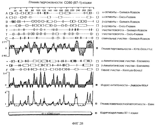 Нуклеиновые кислоты, кодирующие рецептор ctla-4 кошки, вектор, клетки-хозяева, вакцины, олигонуклеотиды, полипептиды ctla-4 кошки и способы индукции и подавления иммунного ответа у кошки (патент 2377302)