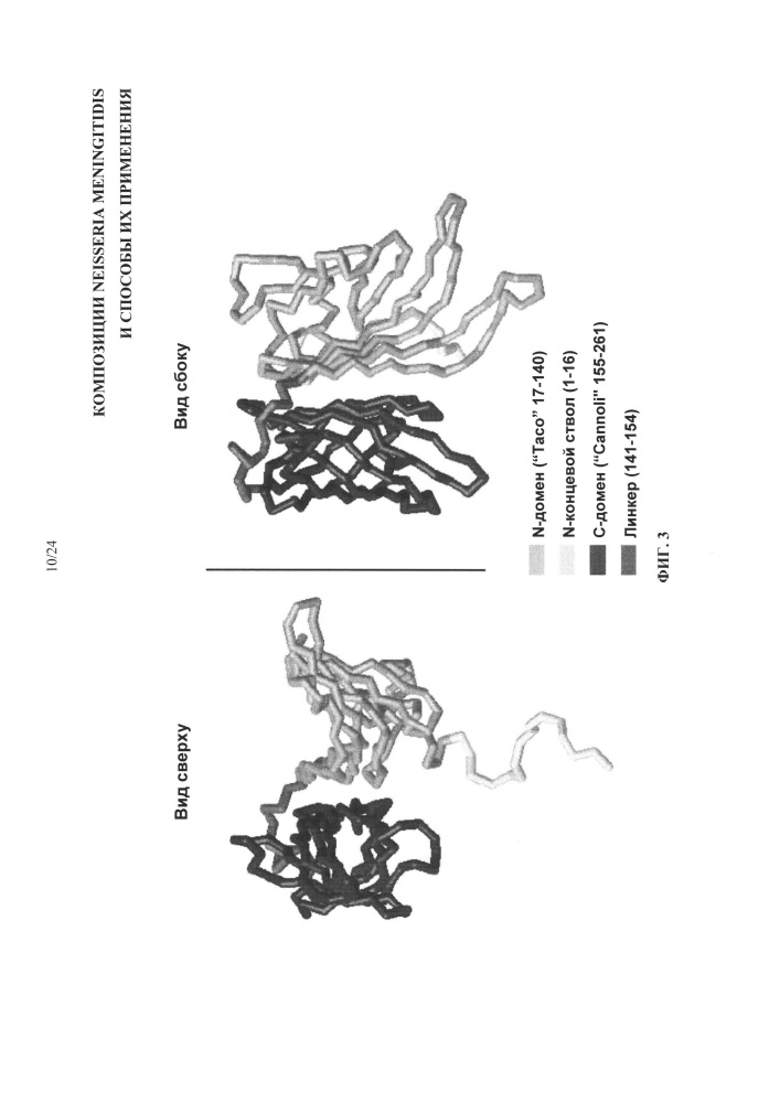 Композиции neisseria meningitidis и способы их применения (патент 2665841)