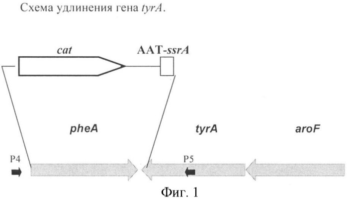 Способ получения аминокислот с использованием бактерии, принадлежащей к роду escherichia (патент 2396336)