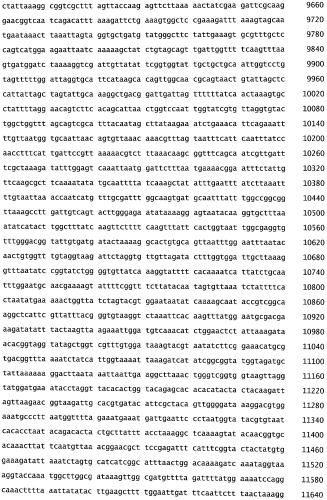 Бактериофаг, обладающий активностью против pseudomonas aeruginosa, белки бактериофага и способы их применения (патент 2580248)