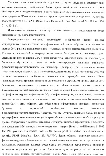 Бактерия - продуцент 1-бутанола и способ получения 1-бутанола (патент 2431672)
