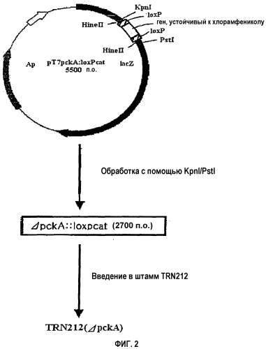 Рекомбинантная плазмида pt7 pcka::loxpcat обеспечивающая синтез l-треонина в клетках escherichia coli, и рекомбинантный штамм escherichia coli ftr2717 (kccm-10475) - продуцент l-треонина (патент 2339699)