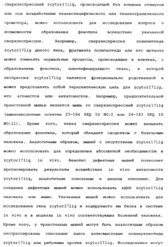 Новый лиганд рецептора цитокина zcytor17 (патент 2360923)