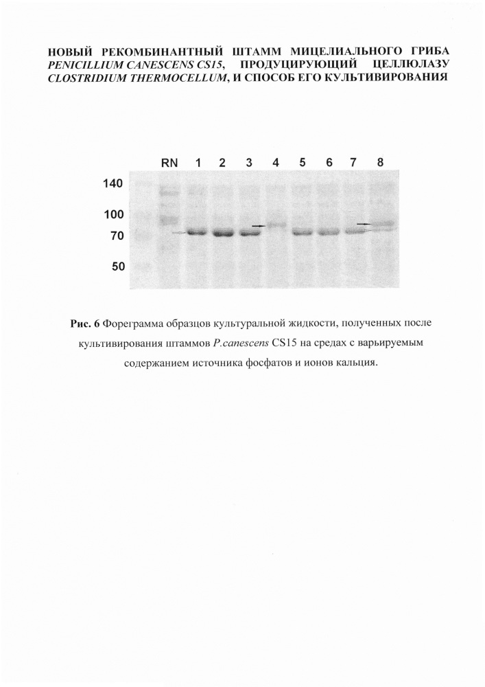 Новый рекомбинантный штамм мицелиального гриба penicillium canescens cs15, продуцирующий целлюлазу clostridium thermocellum, и способ его культивирования (патент 2612158)
