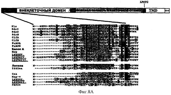 Способ идентификации, выделения и получения антигенов определенного патогена (патент 2289817)