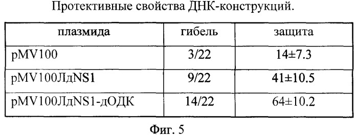 Рекомбинантная бактерийная плазмида, экспрессирующая белок патогена и биологически активный фрагмент орнитиндекарбоксилазы в клетках млекопитающих, предназначенная для разработки средств профилактики вирусных инфекционных заболеваний (на примере вируса клещевого энцефалита) (патент 2425881)