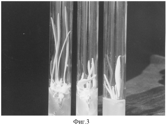 Способ получения полноценных растений-регенерантов тюльпанов культивированием семяпочек in vitro (патент 2273987)
