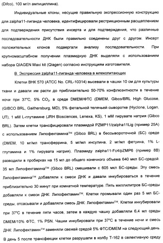 Выделенный полипептид, связывающий рецептор zalpha11-лиганда (варианты), кодирующий его полинуклеотид (варианты), вектор экспрессии (варианты) и клетка-хозяин (варианты) (патент 2346951)