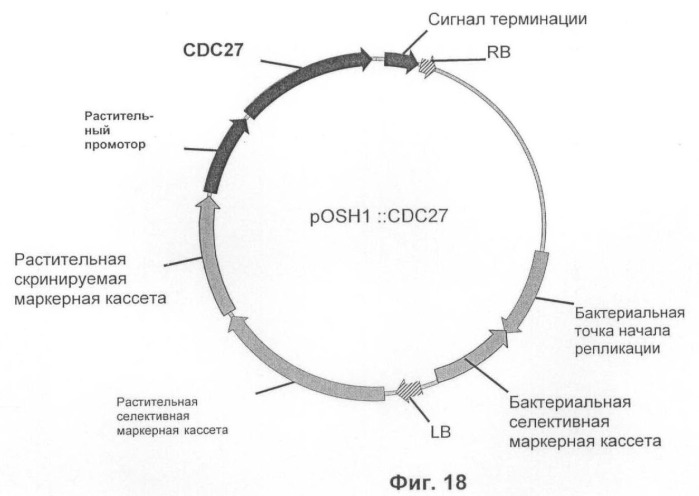Растения, имеющие улучшенные характеристики роста, и способы их получения (патент 2463352)