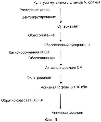 Пептиды rumc, обладающие антимикробной активностью (патент 2464274)