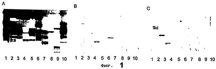 Новые вещества, связывающиеся с helicobacter pylori, и их применение (патент 2283115)