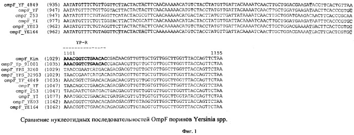 Набор родо- и видоспецифичных олигонуклеотидных праймеров для детекции и видовой идентификации иерсиний методом мультиплексной полимеразной цепной реакции (патент 2354700)