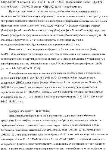 Способ получения аминокислот с использованием бактерии, принадлежащей к роду escherichia (патент 2396336)