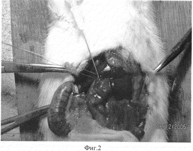 Способ создания экспериментальной модели острого панкреатита у животного (патент 2553940)