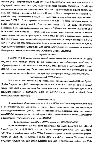 Способ лечения заболеваний, связанных с masp-2-зависимой активацией комплемента (варианты) (патент 2484097)