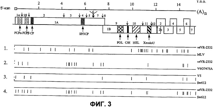 Вирусы prrs, их инфекционные клоны, мутантные формы и способы применения (патент 2427646)