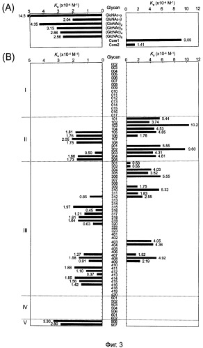Способ обнаружения сахарных цепей с glcnac, синтезированных gnt-v (патент 2442989)
