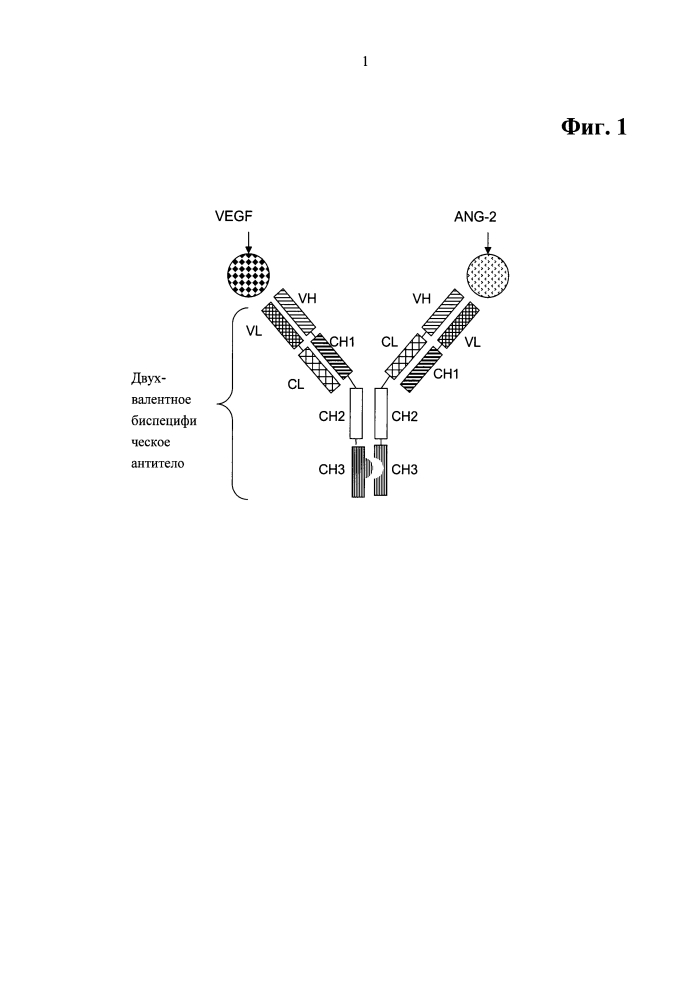 Биспецифические двухвалентные антитела анти-vegf/анти-ang-2 (патент 2597973)